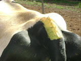 Tinta detecção de cio na vaca